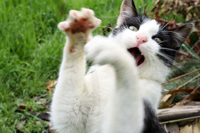 场上显神威:王强的三分命中率达到36%,一举奠定胜局,王强打多少分