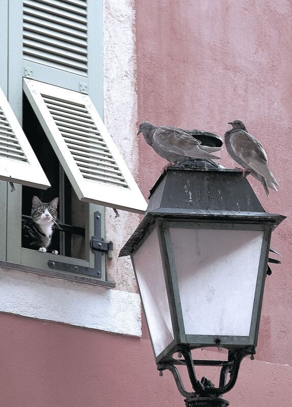 墨西哥队首位“冰上足球金靴”诞生，墨西哥足球运动员