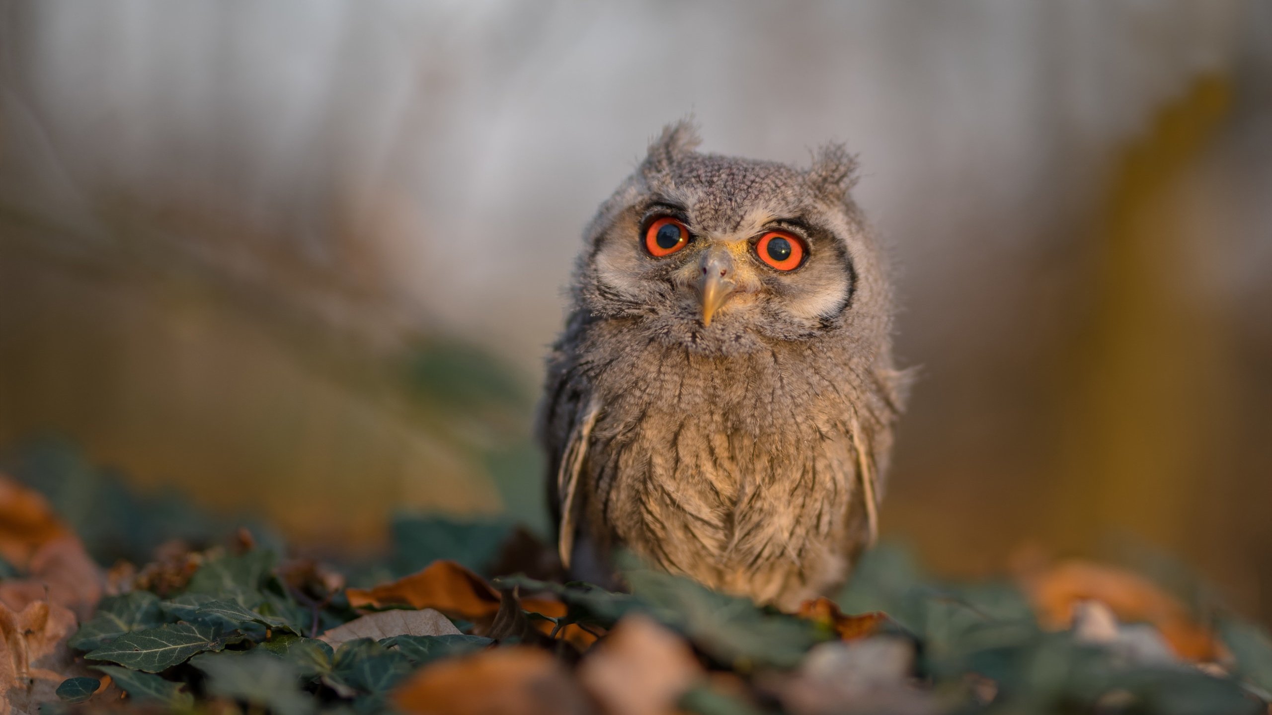 美国男足在巴黎奥运会比赛中表现出色，赢得金牌，美国男足夺冠