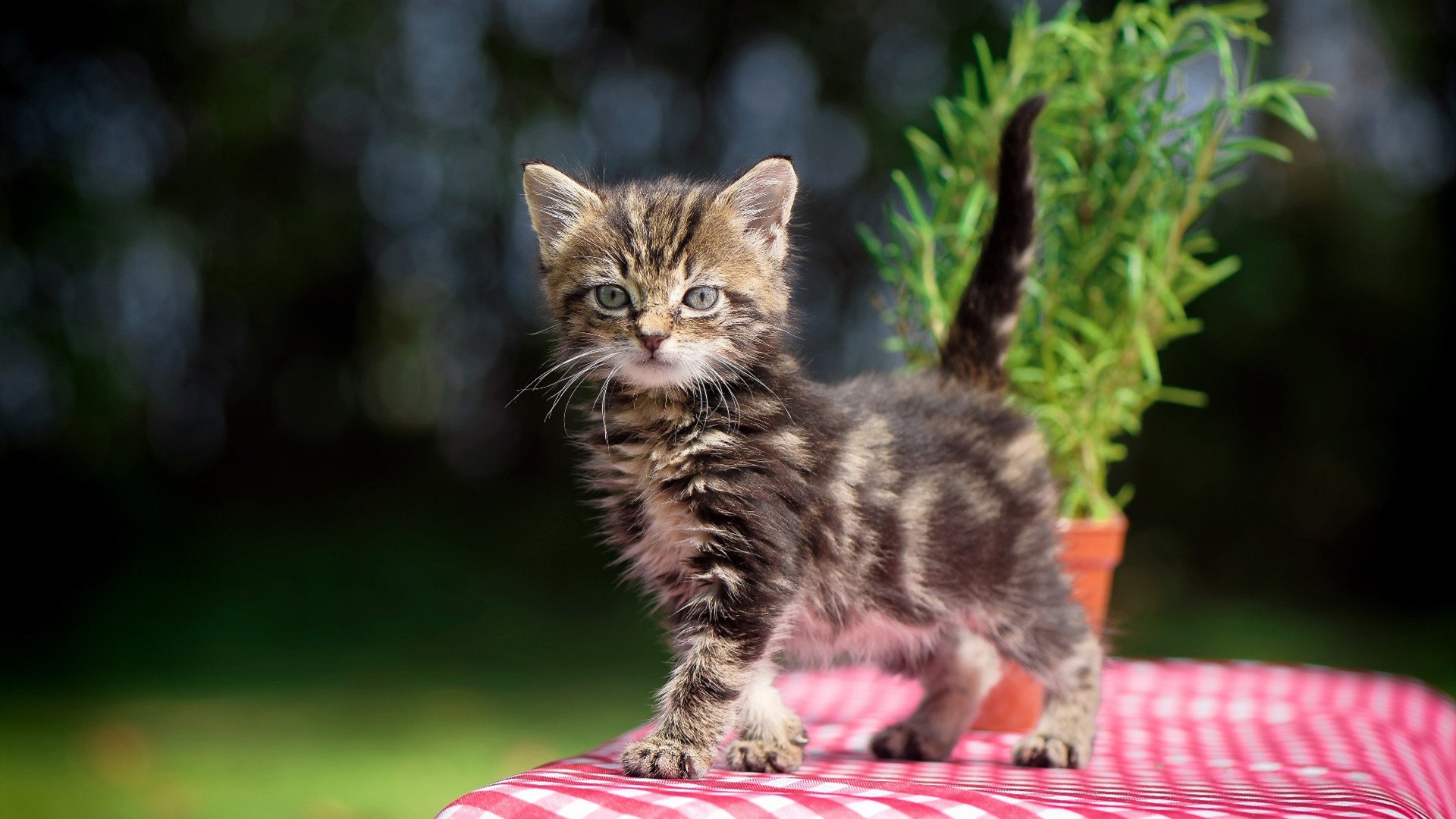 赛事奖池创新高，吸引全球顶尖选手，赛事奖金排名