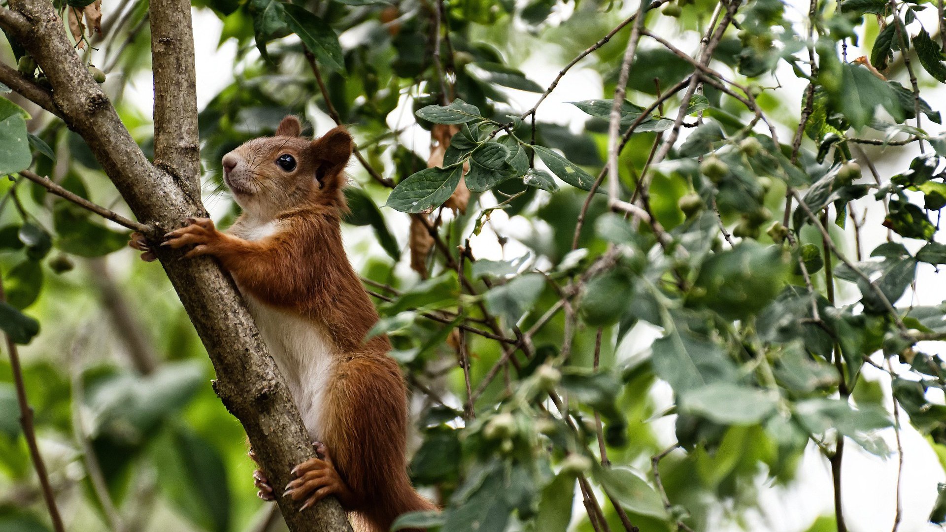 中国足球的社会责任担当，中国足球存在的意义是什么