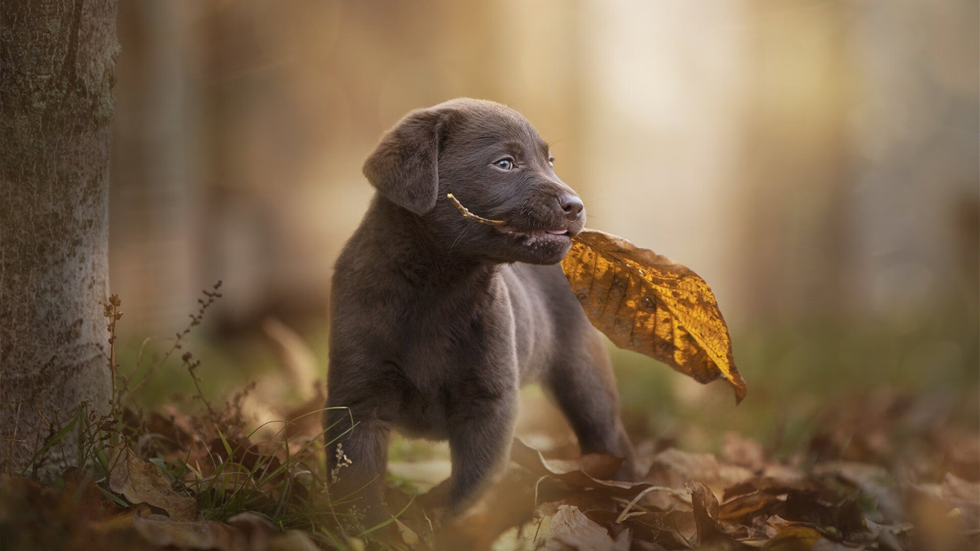 激情四射的欧洲足坛,谁将成为最后的胜利者?,播放一下欧洲足球