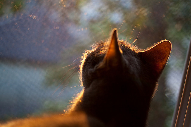世界青年羽毛球锦标赛中国女单强势夺冠，世界青年羽毛球锦标赛年龄低于多少岁