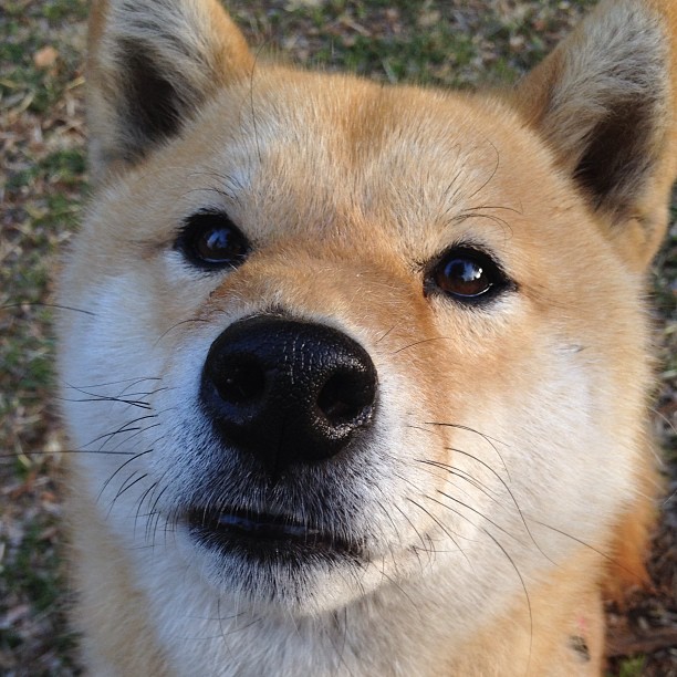 世界青年羽毛球锦标赛中国女单强势夺冠,世界青年羽毛球锦标赛年龄低于多少岁