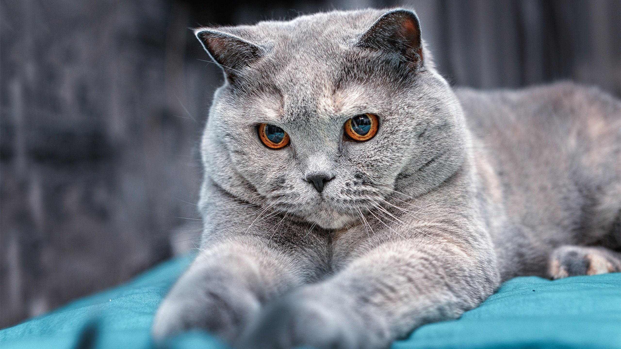 亚洲杯中国女足复仇 技术调整见成效，中国女足亚洲杯战绩