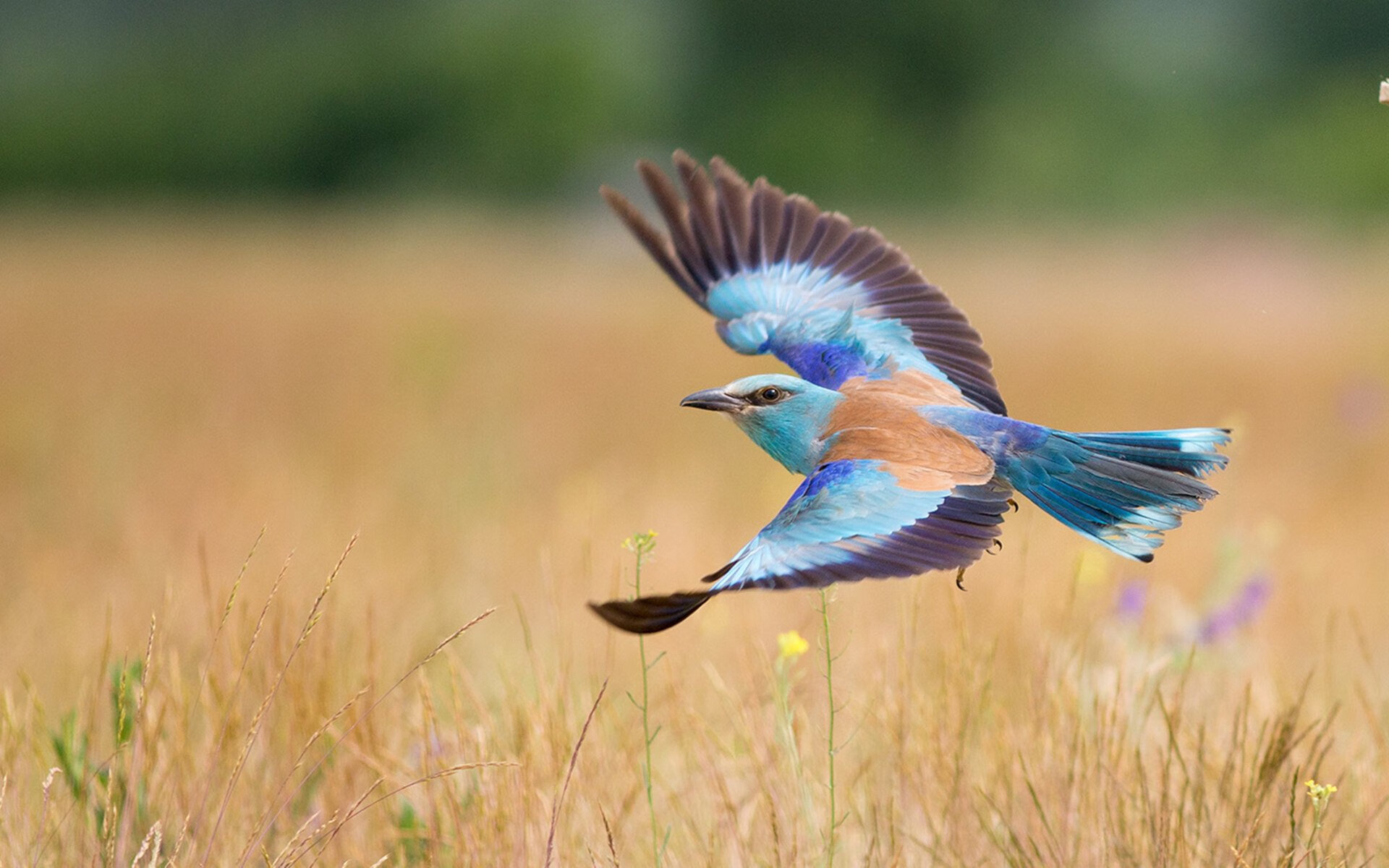 佛罗伦萨强化高空争顶形成压制态势，佛罗伦萨最高点