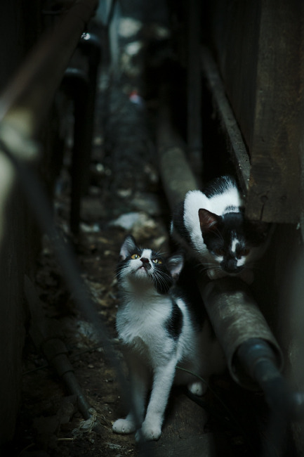 澳大利亚队的团队赛制转型：如何依靠配合和战术突破挑战，澳大利亚联赛什么水平