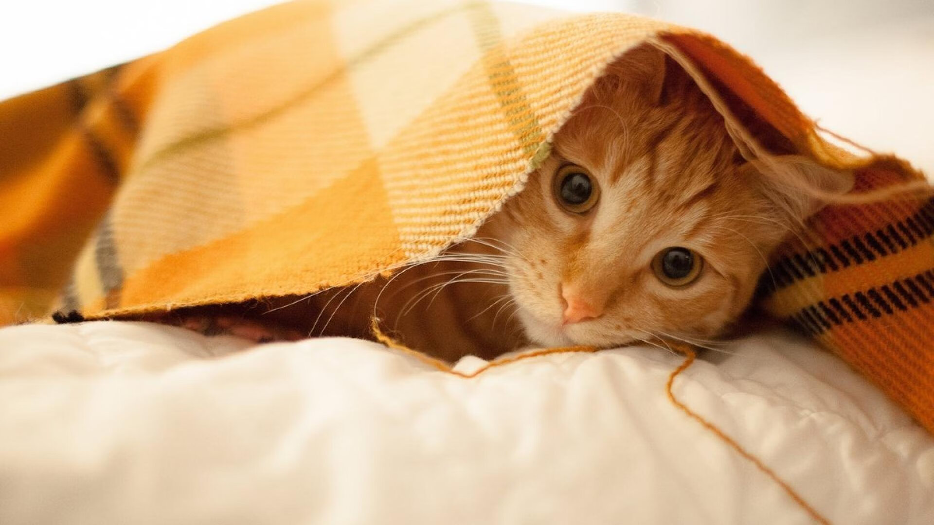 蛙泳冲刺吉尔吉斯斯坦表现抢眼，蛙泳吉尼斯世界纪录