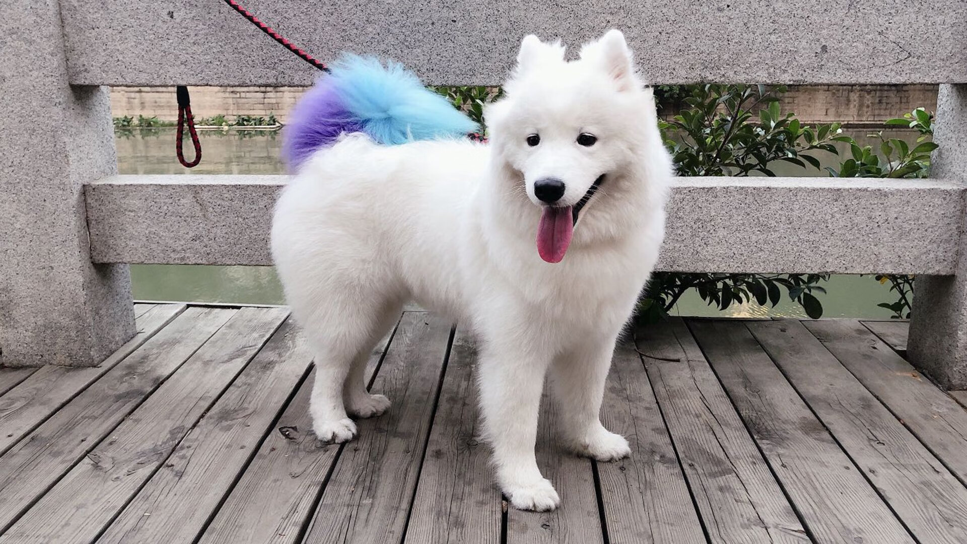 谷爱凌课业训练两不误时间管理惊人，谷爱凌老师