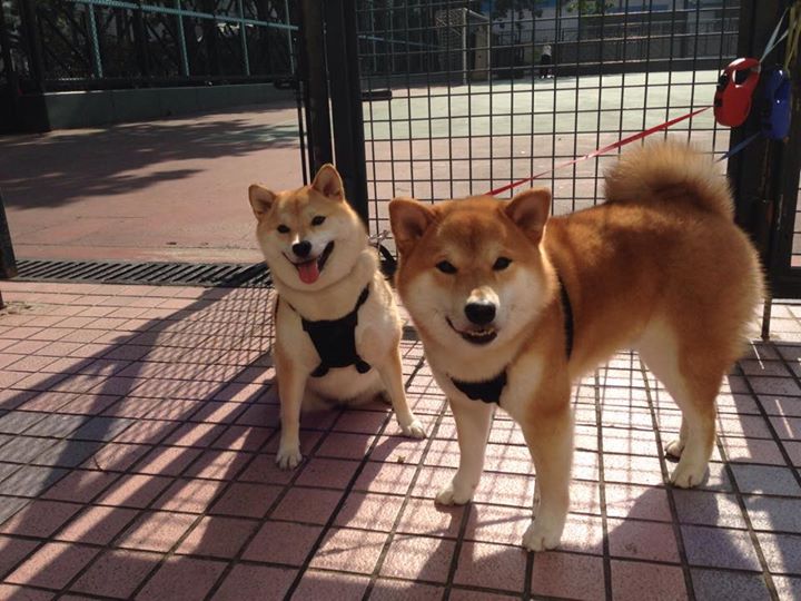 黄蜂后卫出席新闻发布会分享备战心态，黄蜂队的后卫